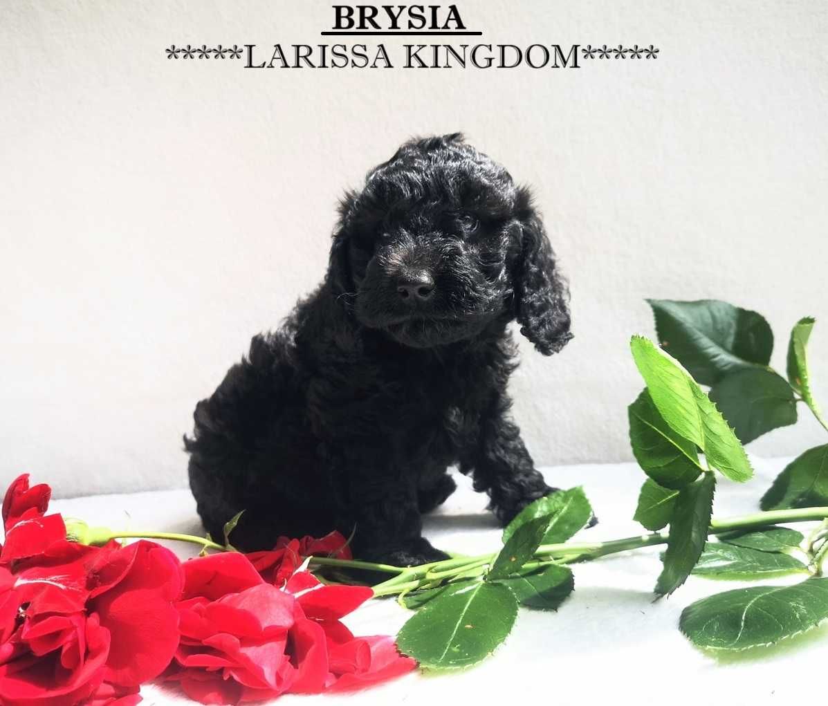 Wyjątkowa Suczka COCKAPOO - ojciec PUDELEK TOY