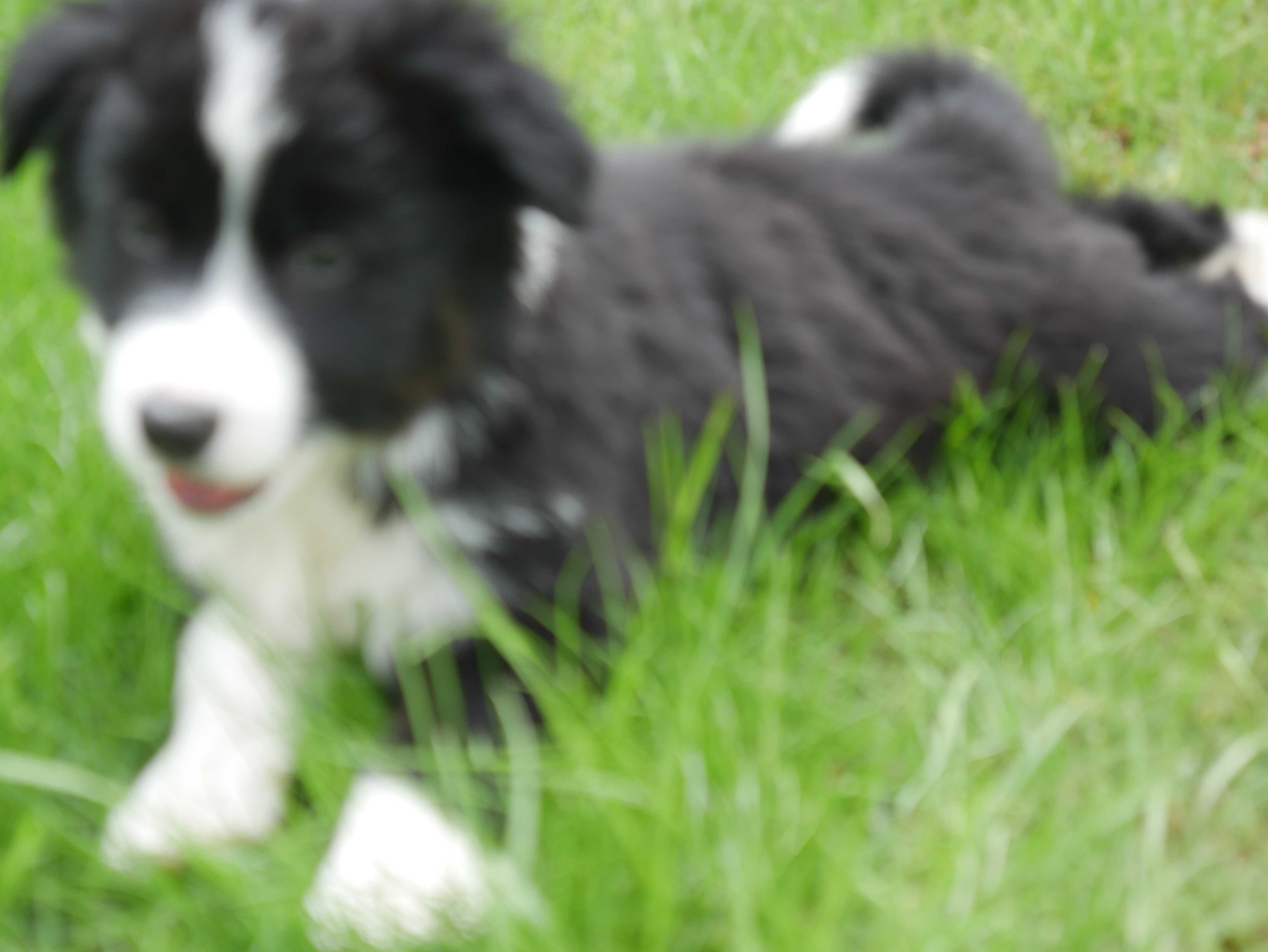 Border Collie ostatnia sunia
