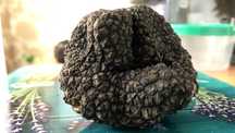 Трюфель чорний Tuber Tartufo Melanospor Італія завжди наявності свіжий