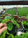 Komarzyca sadzonki w doniczkach 10cm plektrantus  Nico pelargonia