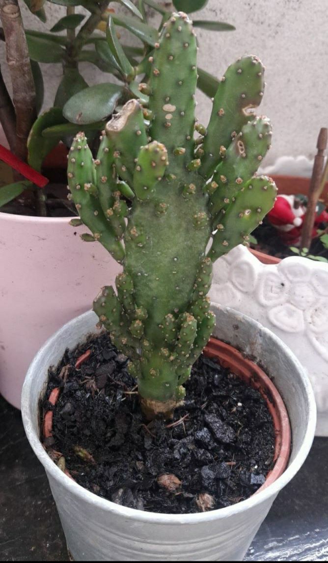 Opuntia Monacantha Variegata