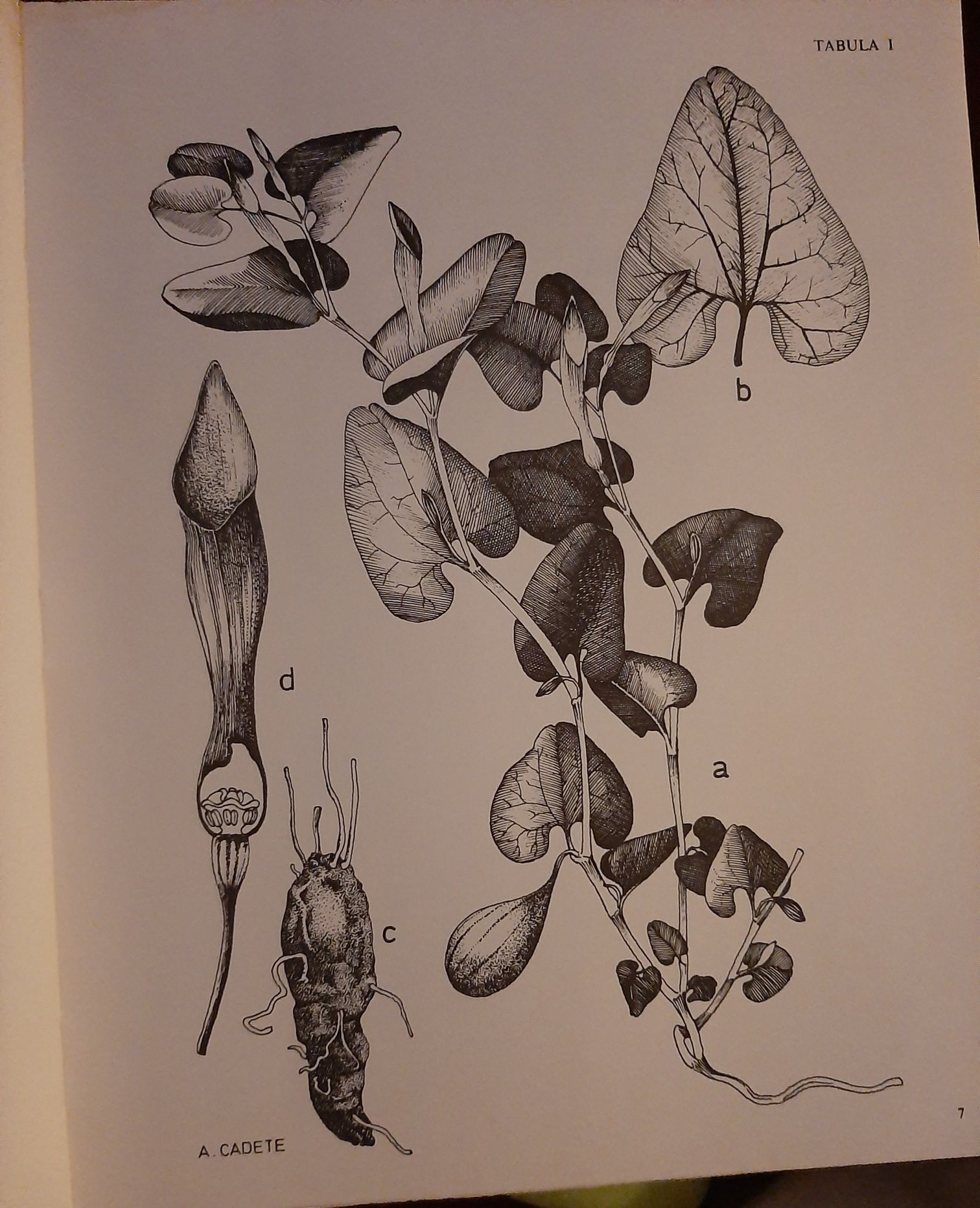Catálogo das plantas infestantes das searas de trigo - VOLUME 1