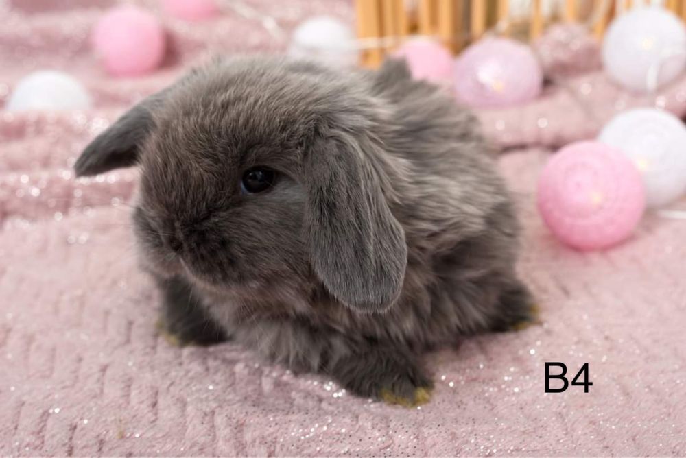Króliczki królik mini lop miniaturowy baranek LEGALNA HODOWLA