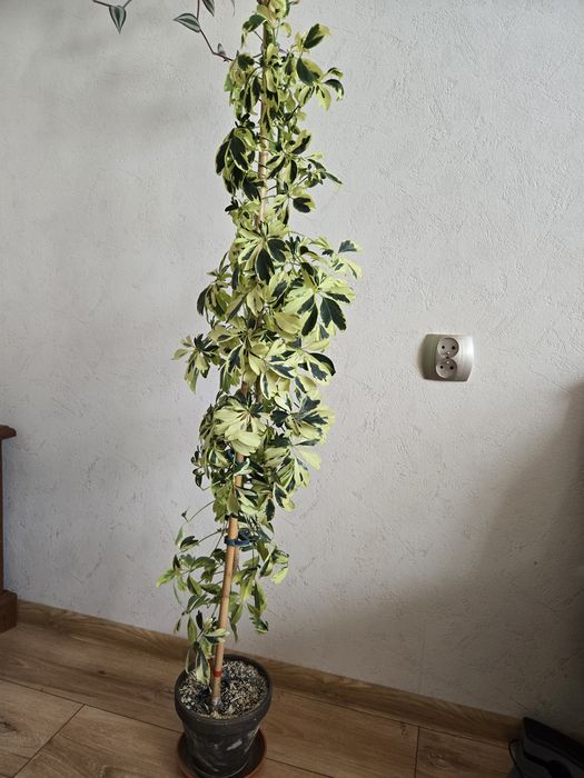 Szeflera 130 cm dwubarwne liście