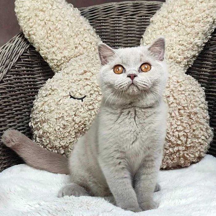 Kocurek Brytyjski liliowy Prawdziwy rodowód FPL, FIFe gotowy na odbiór