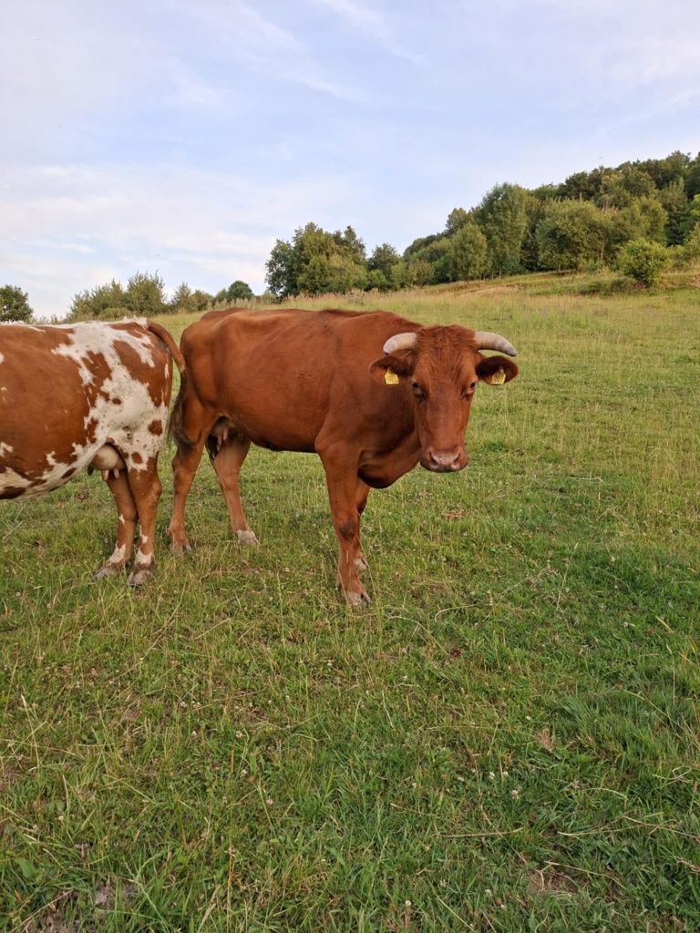 Ciele, Jałówka, krowa cielna