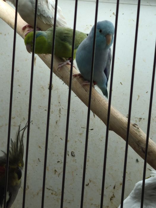 Casal forpus bonitos