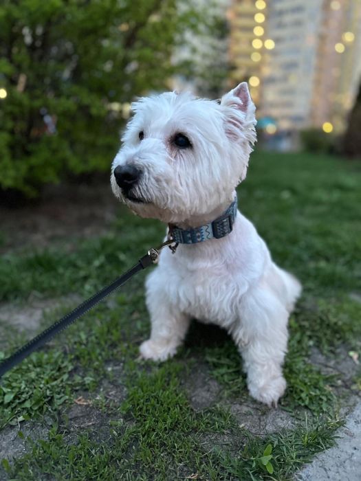 Стрижка собак і котів