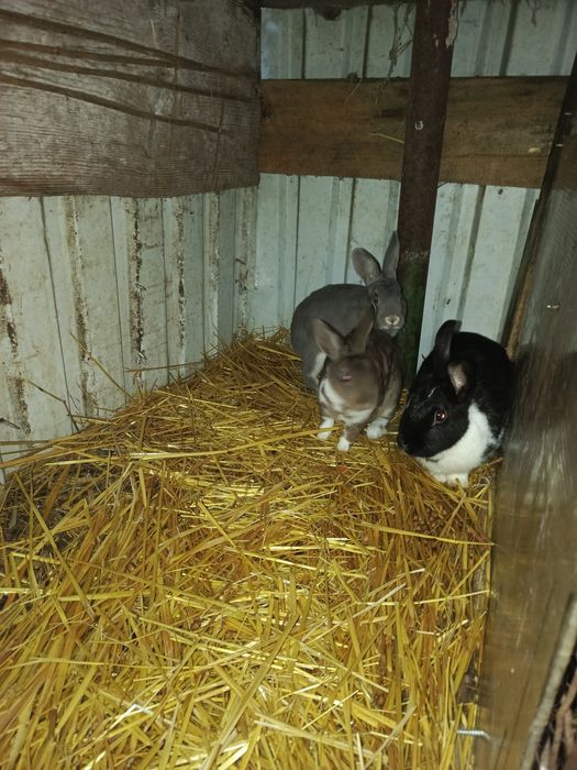 Sprzedam samce i samice