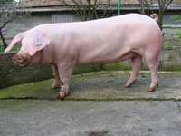 ТЕРМІНОВО !!! Продам ДОМАШНЮ свиню мясної породи