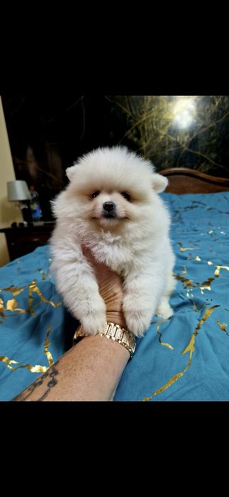 Szpic miniaturowy Pomeranian Boo 2xszczepienia legowisko I wyprawka