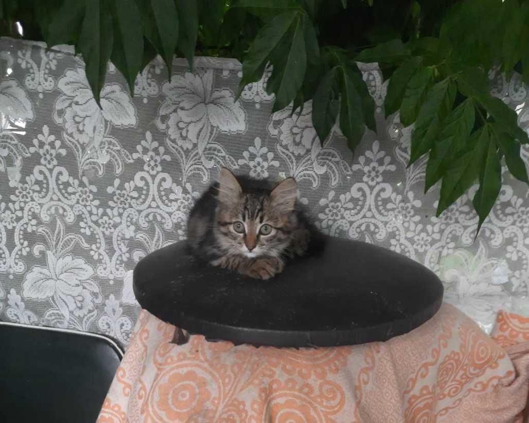 Віддам у добрі руки котиків (безкоштовно)