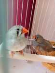 pássaros zebra Finches