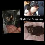 Koteczki do adopcji