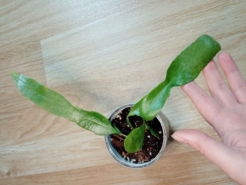 Epiphyllum pumilum, rosnące