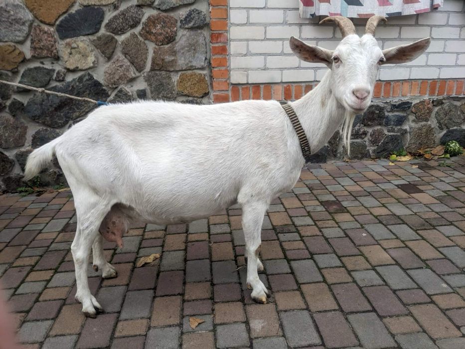 Коза Заанецька - Англонубка %