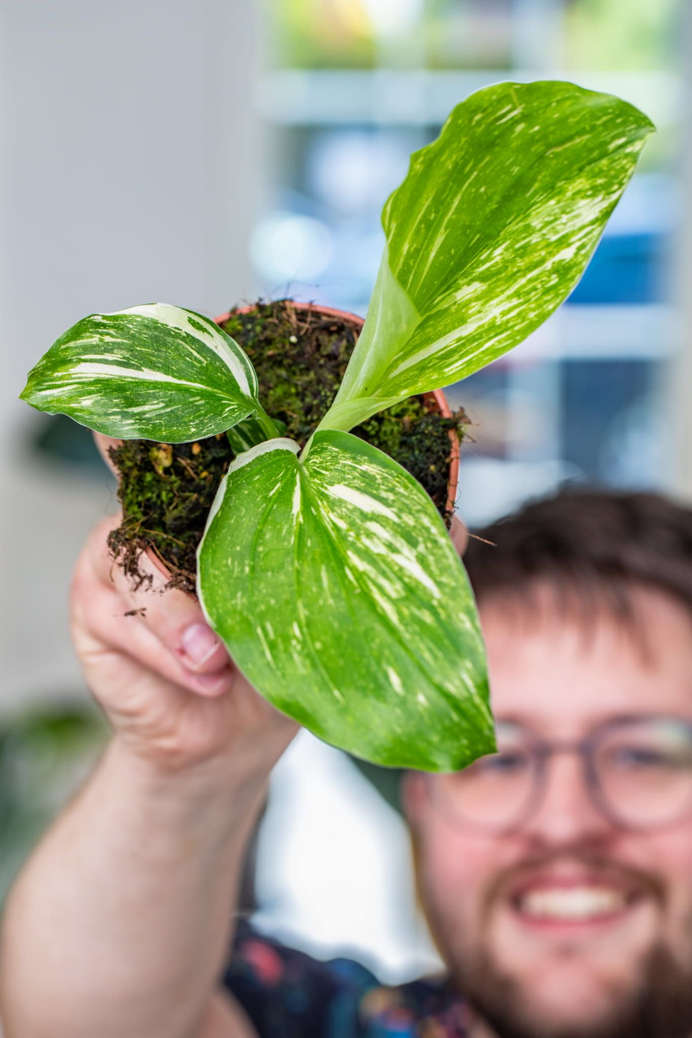 Kaempferia pulchra 'Marble Variegata'  ø14 cm 2