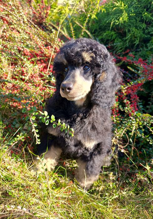 Pudel Średni Phantom, suczka PROMISE ZKwP/FCI