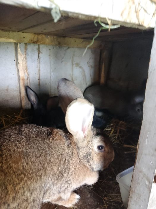 Królik tuszki różne króliki