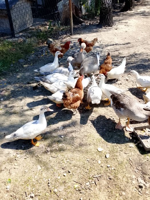 Witam sprzedam gęsi z tego roku lub kaczki cena do negocjacji