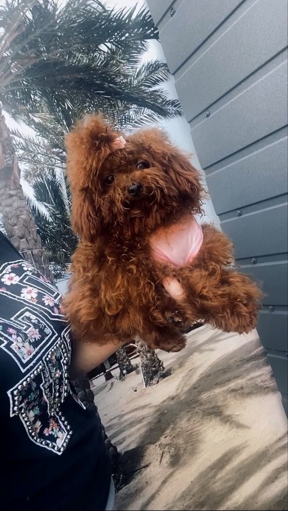 Boy toy poodle red braun Teddy той пудель тикап