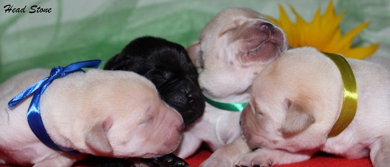 КСУ-FCI Лабрадор ретривер