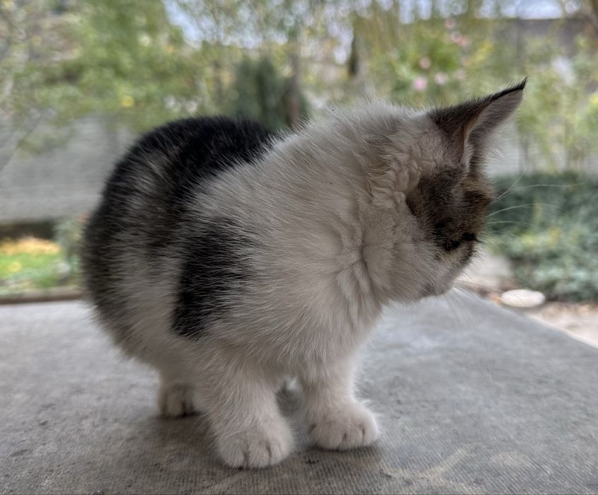 Віддам кошенят в добрі руки.