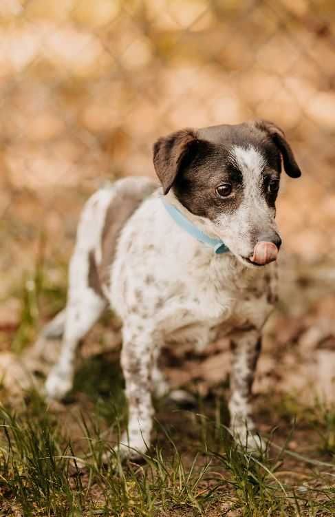 Mały, nieśmiały psiak Cheddar poleca się do adopcji!