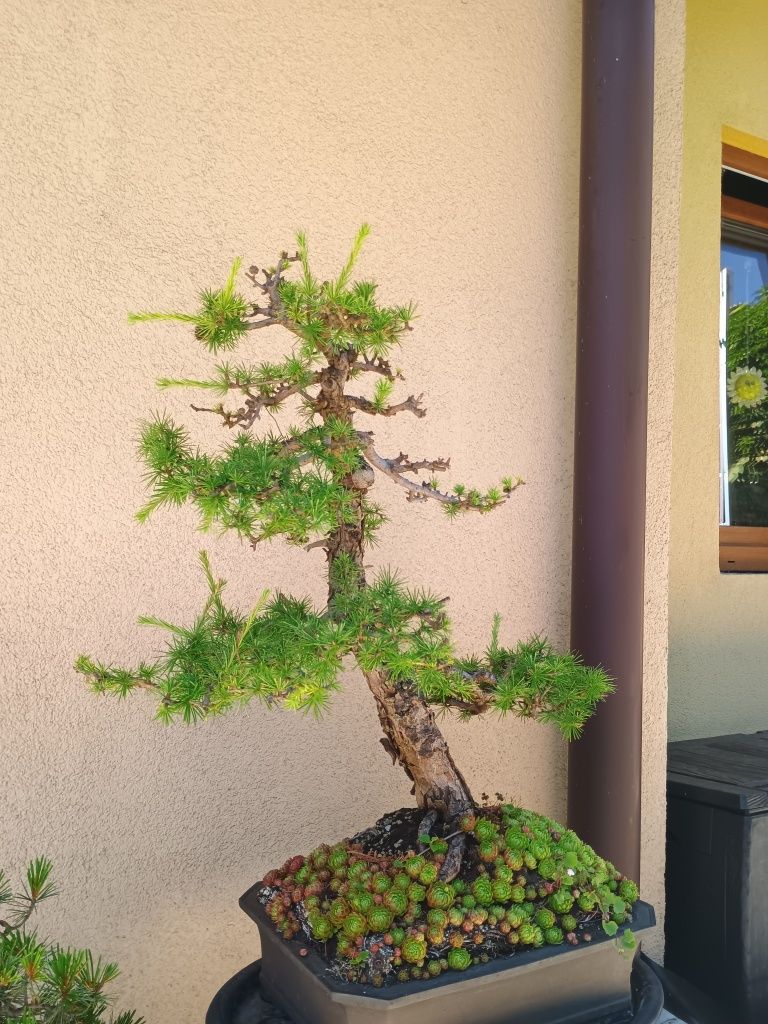 Drzewka Bonsai 1