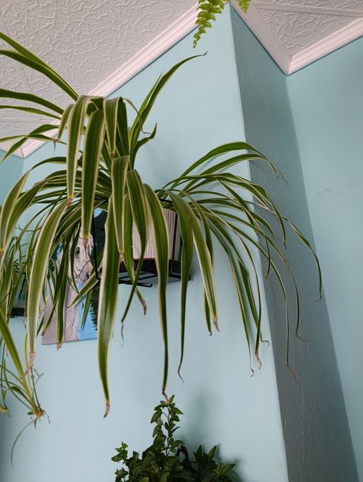 Kwiat zielistka zielony