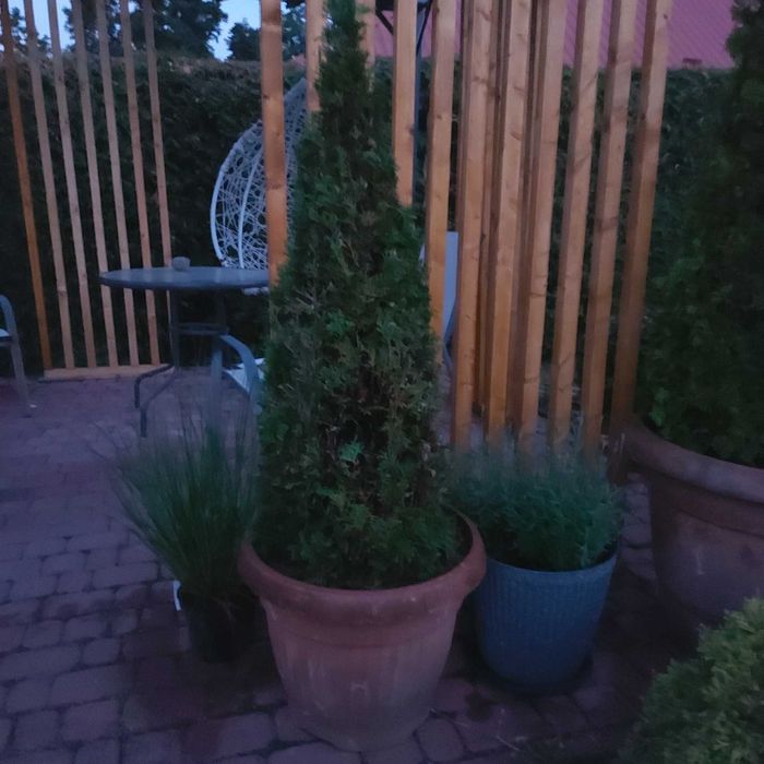 Tuje tuja szmaragd w donicach donica