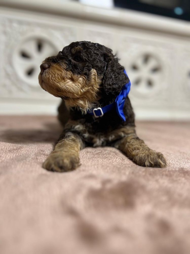 szczeniak Lagotto Romagnolo pies -Artemis ZKwP FCI