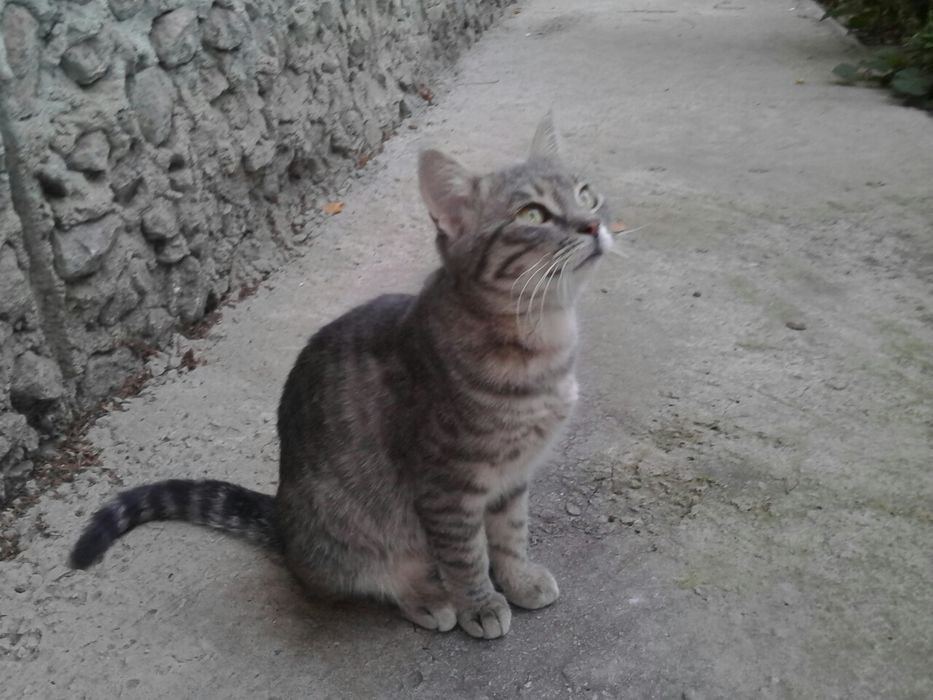 Кошечка, 1.2 мес., стерильная