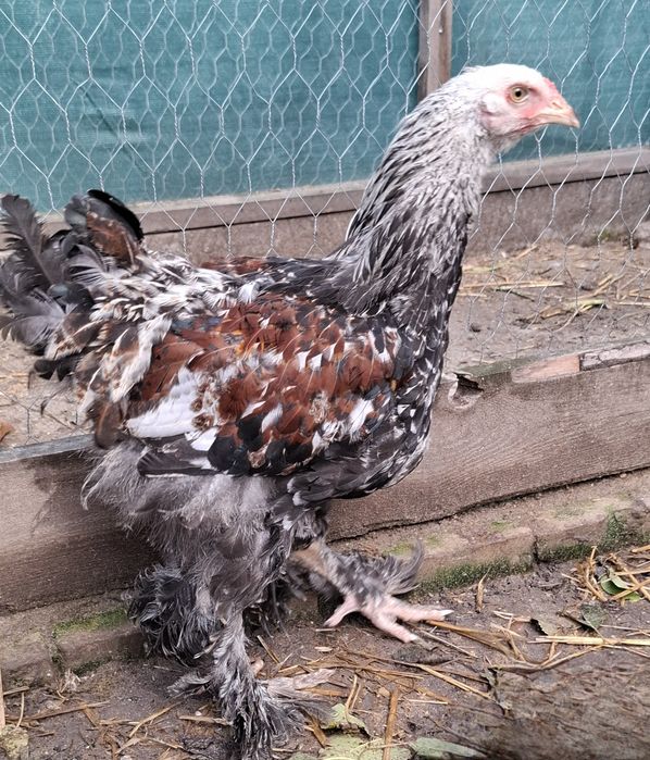 Sprzedam 2  Kogut I  3 kury Brahma
