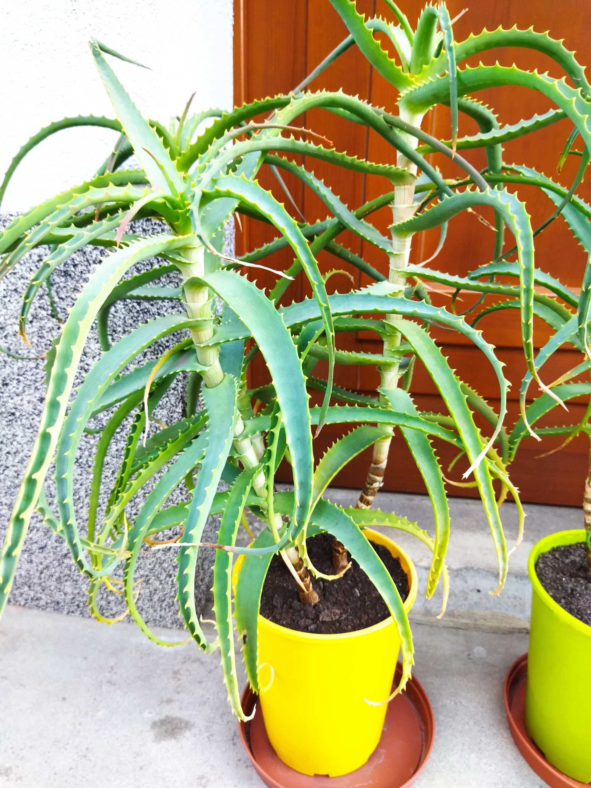 aloes drzewiasty leczniczy dekoracja mieszkania okna