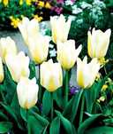 Tulipany botaniczne wczesne White Purissima 30 cebulek za 45 zł