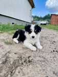 Border Collie FCI ZKWP trikolor tricolor