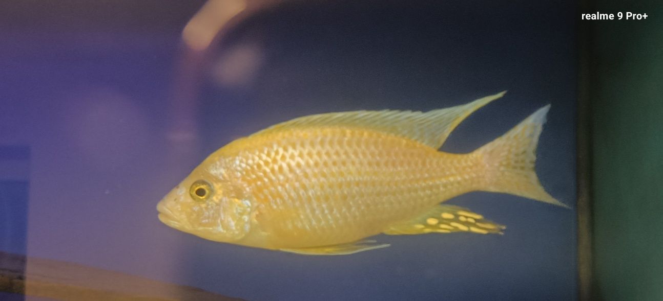 Aulonocara fire fisch iceberg