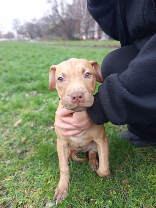 Pitbull, питбультерьер 2 щенка осталось