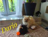 Szpic miniaturowy - pomeranian Dario chłopak na medal