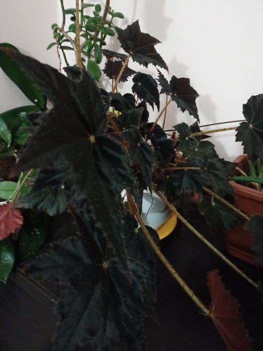 Вазон Бегонія Чорний принц гарний ідеальний