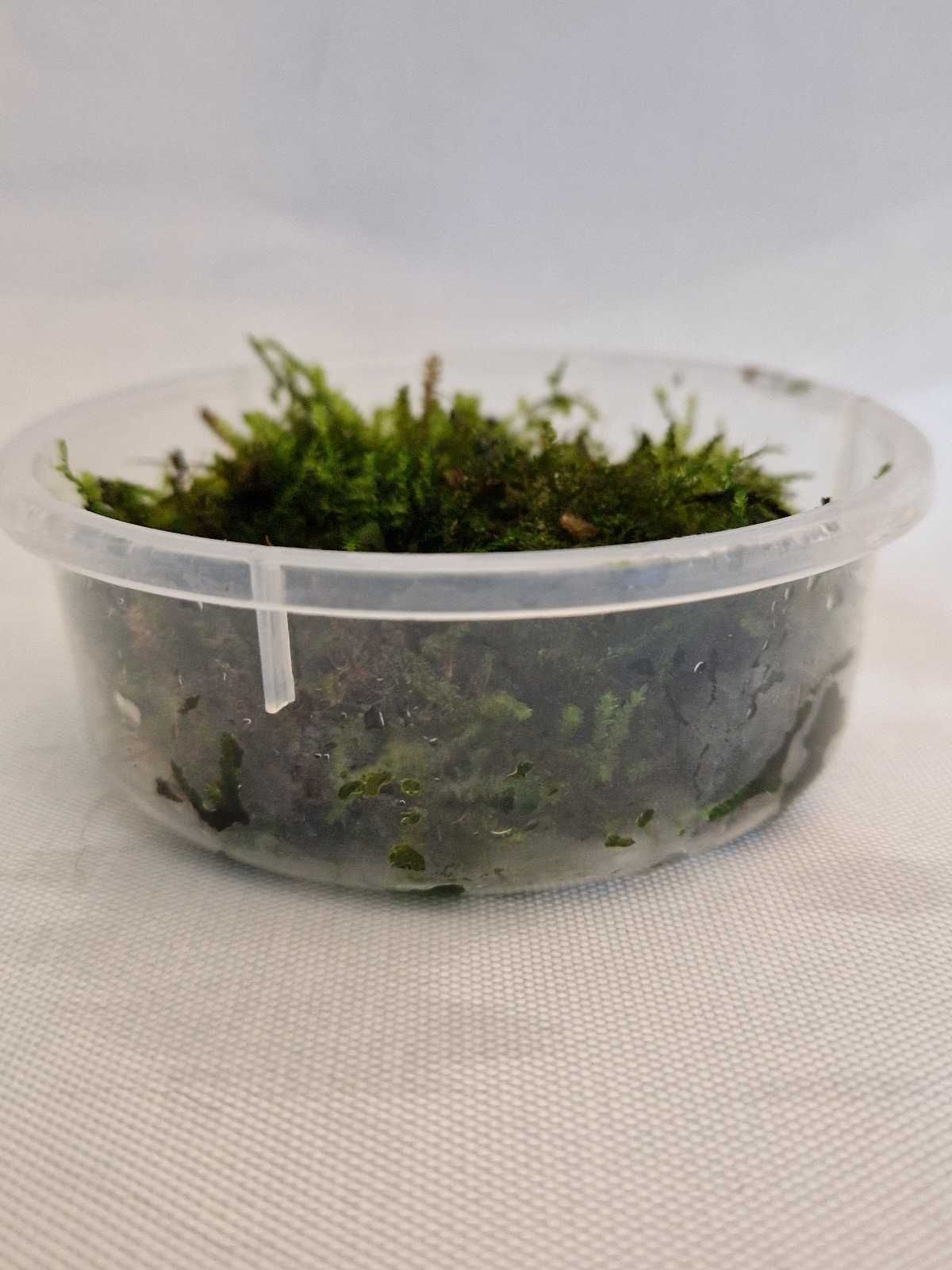 Christmas Moss – Musgo Aquático para Aquário