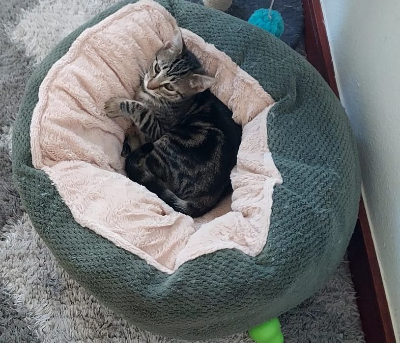 Gatinha para adoção