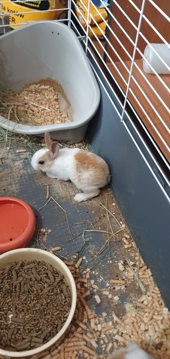 Królik karzełek miniaturka króliki