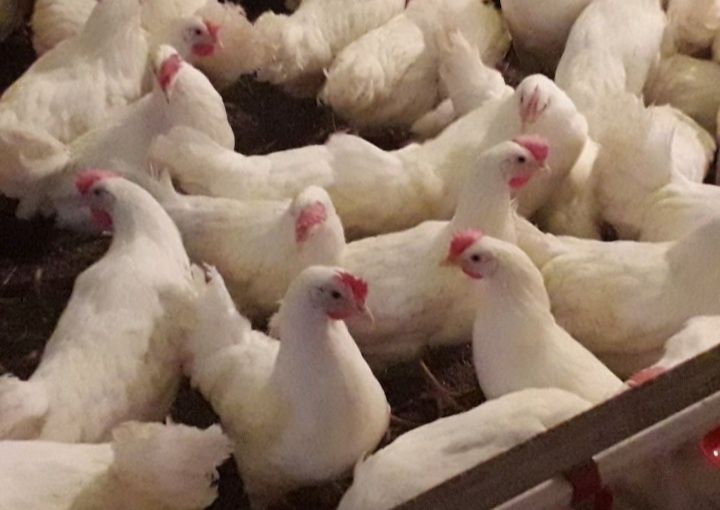 Kury Leghorn 23tyg Wysyłka Leghorny