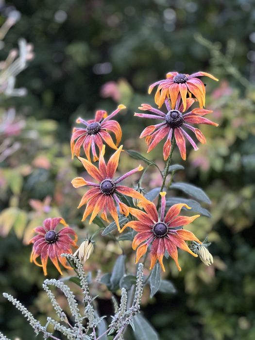 Rudbekia sadzonki slonecznych kwiatów