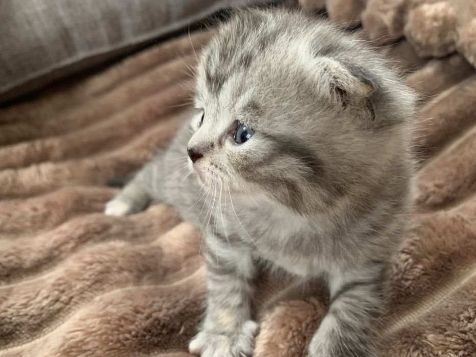 Висловухі кошенята