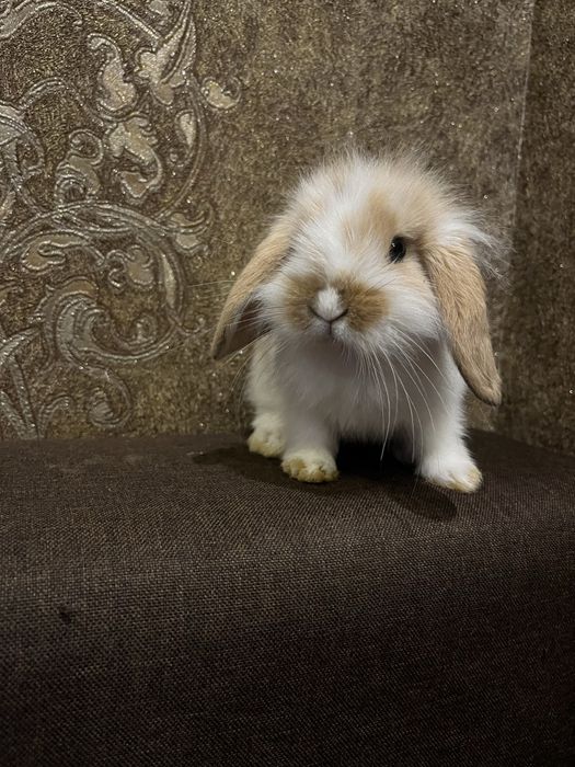 Вухате щастя у ваш дім