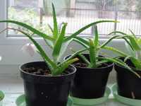 aloes sadzonka roslina lecznicza