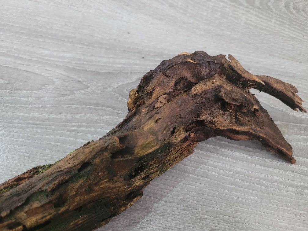Naturalny korzeń porośnięty mchem 57cm